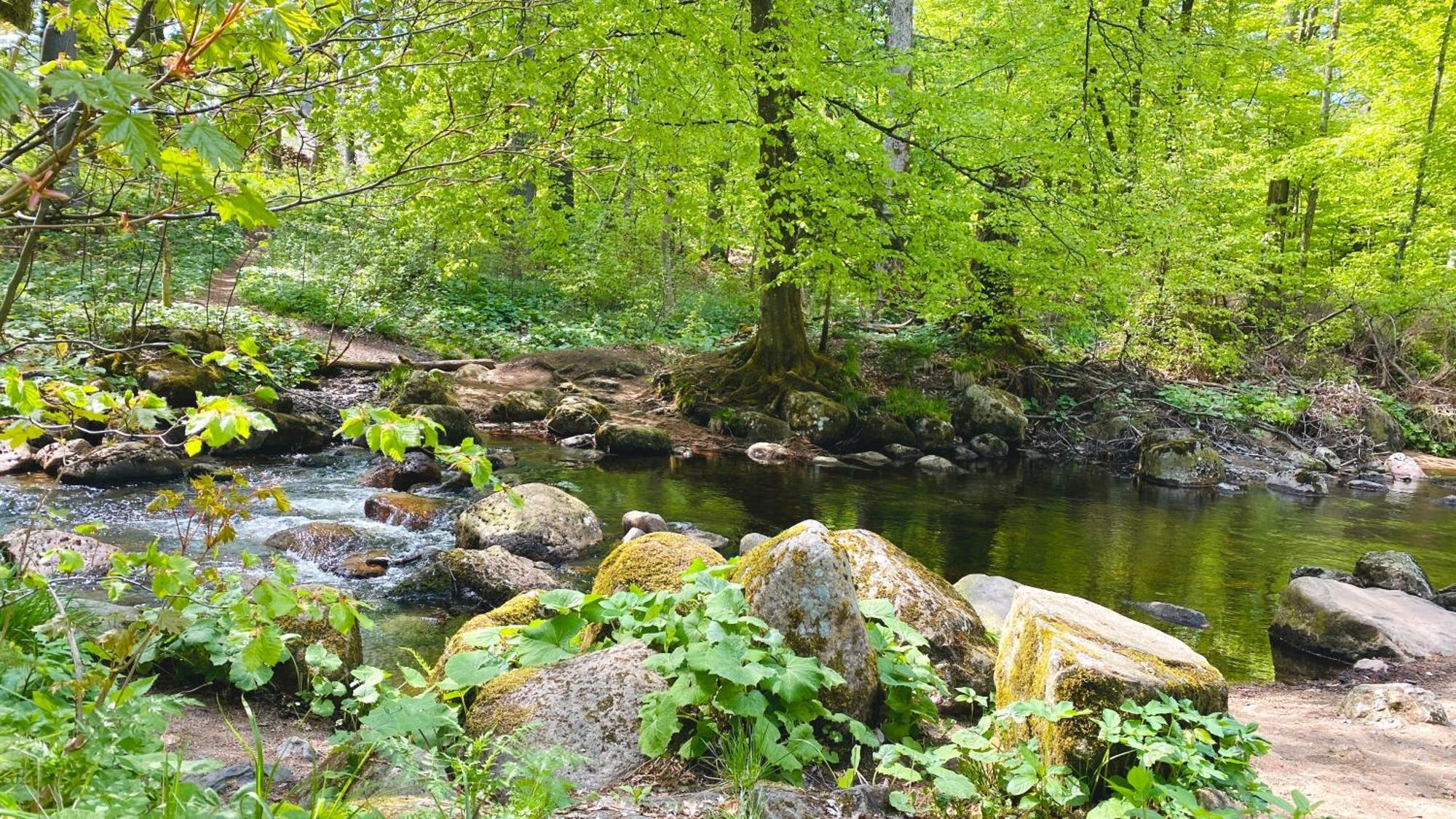 Happyhome Mitten Im Harz - Direkte Wanderwege - Bachplaetschern - Kueche - Kinderfreundlich - Paare Und Freunde エーレント エクステリア 写真